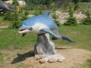 Delfin w Ocean Park