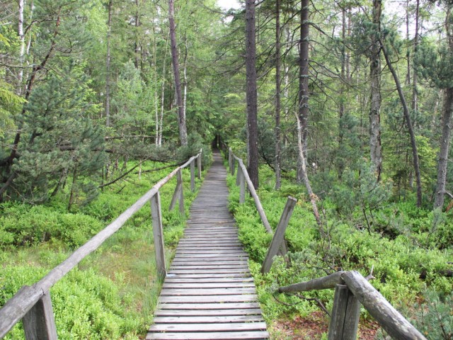 Torfowisko pod Zieleńcem