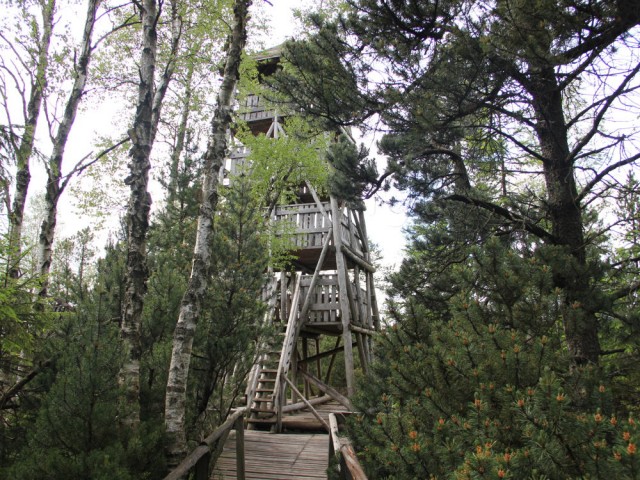 Wieża widokowa na torfowisku