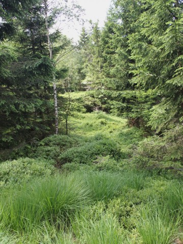 Zielony szlak przez Biale Skały